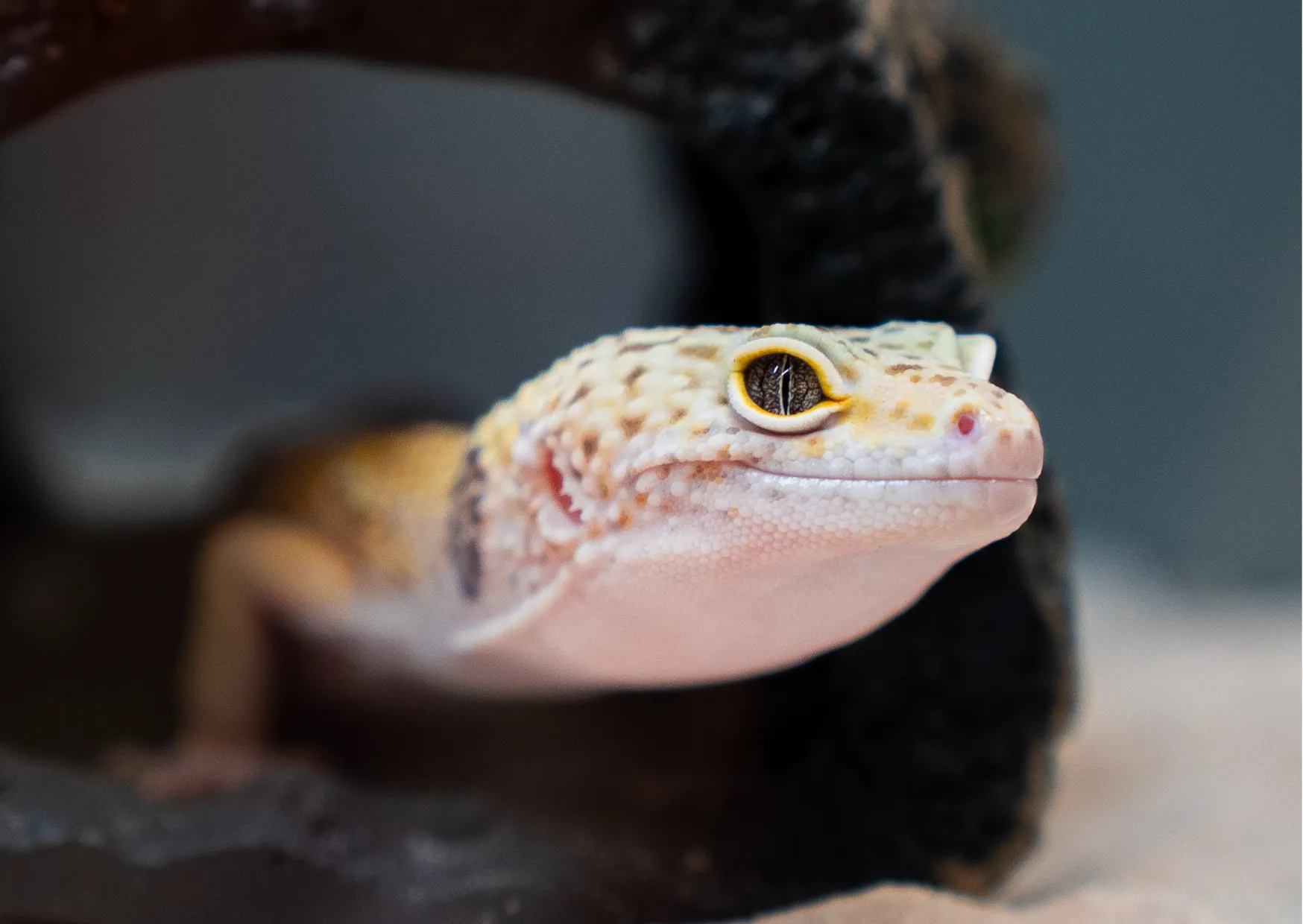 Imagem do Gecko Leopardo